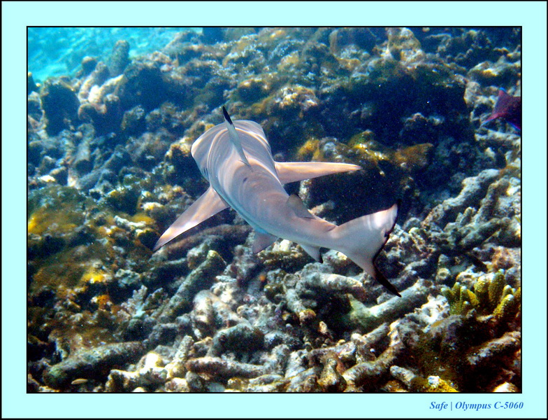 2005 - 08 - Redang  - 124.JPG